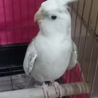 طوطی عروس نر ایزابلا