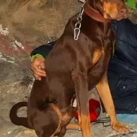 توله دوبرمن