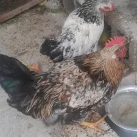 فروش مرغ و خروس و بارو