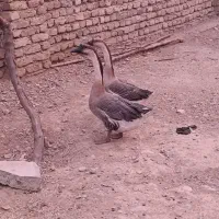 فروش یک جفت قوقاز اصل|حیوانات مزرعه|اسدآباد, |دیوار