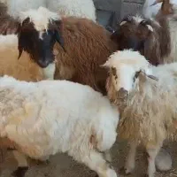 بره پرواری|حیوانات مزرعه|پاپی, |دیوار