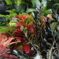 کامپکت. نیکولای.اریکا.کاج مطبق.فیکوس|گل و گیاه طبیعی|تهران, شهرک شهید باقری|دیوار