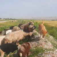 12راس بره نر