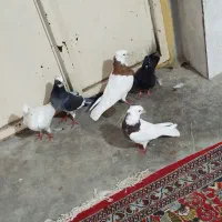 کبوتر|پرنده|آبپخش, |دیوار