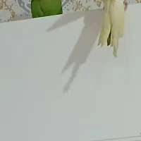 یک عدد عروس هلندی ویک عدد طوطی