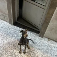 دوبرمن ماده