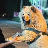 سگ چاوچاو|سگ|محلات, |دیوار