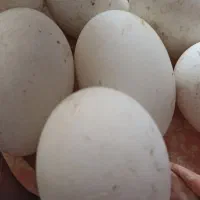 فروش تخم غاز محلی نطفه دار