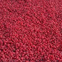 زرشک پفکی درجه ۱ فروش عمده|خوردنی و آشامیدنی|تهران, گیشا|دیوار