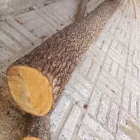 چوب خرمالو|صنایع دستی و سایر لوازم تزئینی|نجفآباد, گلدشت|دیوار