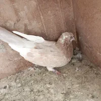 کفتر|پرنده|گلپایگان, |دیوار