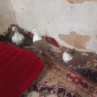 کلاغ سرخ کروباتی سرخ سوسکی بزک|پرنده|مشهد, شهید قربانی|دیوار