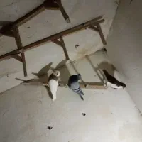 کفترهوایی|پرنده|شیراز, دارالرحمه|دیوار