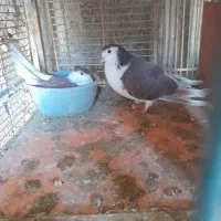 کفتر|پرنده|برخوار, |دیوار