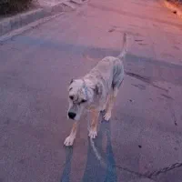 سگ گله ونگهبان