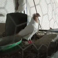 کفتر افغانی