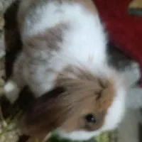 خرگوش لپ|موش و خرگوش|بندرعباس, |دیوار