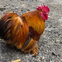 خروس کوشین