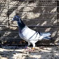 کفترابلغ|پرنده|قائن, |دیوار