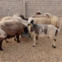 میش زاییده و ابستن|حیوانات مزرعه|بهبهان, |دیوار