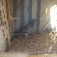 کفتر|پرنده|شیراز, اکبر آباد|دیوار