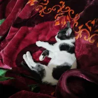 واگذاری گربه ماده دو ماهه