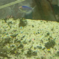 ماهی|ماهی|زاهدان, |دیوار