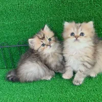 بچه گربه های دلربا مجموعه اصلی|گربه|بندرعباس, |دیوار