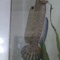 ماهی چانا