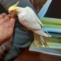 عروس لوتینو ماده مولد برزیلی گرینچیک ملنگو