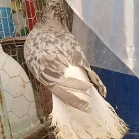 کرم دم سفید