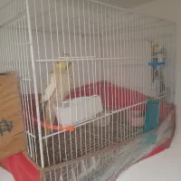 جفت  عروس  نرو  ماده  سالم