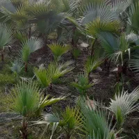 پالم|گل و گیاه طبیعی|رشت, فلسطین|دیوار