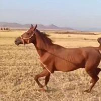 اسب|اسب و تجهیزات اسب‌سواری|فامنین, |دیوار