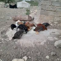 ۵۰عدد جوجه چهارماهه