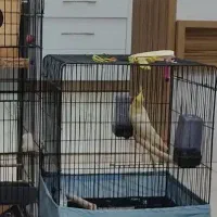 قفس در حد نو بالوازم