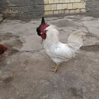 خروس|حیوانات مزرعه|نورآباد, |دیوار