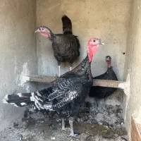 بوقلمون ارگانیک