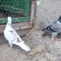 فروش بچ پلاکی