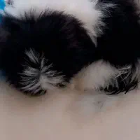 سگ شینزواصیل