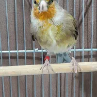 سره قناری یک ساله