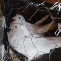 کبوتر تکپر آس