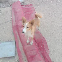 سگ نگهبان