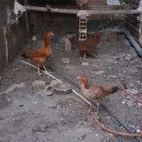 مرغ|حیوانات مزرعه|فاضل آباد, |دیوار