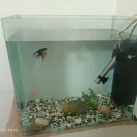 آکواریوم شیشه خم بزرگ  با ماهی و‌لوازم