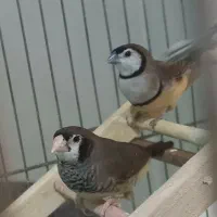 فنچ جغدی، نفچ نرگسی|پرنده|اصفهان, وحید|دیوار