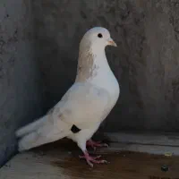 کبوتر گرفتنی جفگاه ساراقون