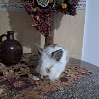 خرگوش لوپ|موش و خرگوش|تبریز, |دیوار