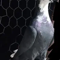 نر سیاه رسمی