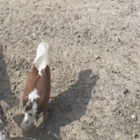 کبوتر رفتنی|پرنده|سلماس, |دیوار